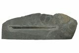 Fossil Belemnite (Youngibelus) Rostrum - Germany #354207-1